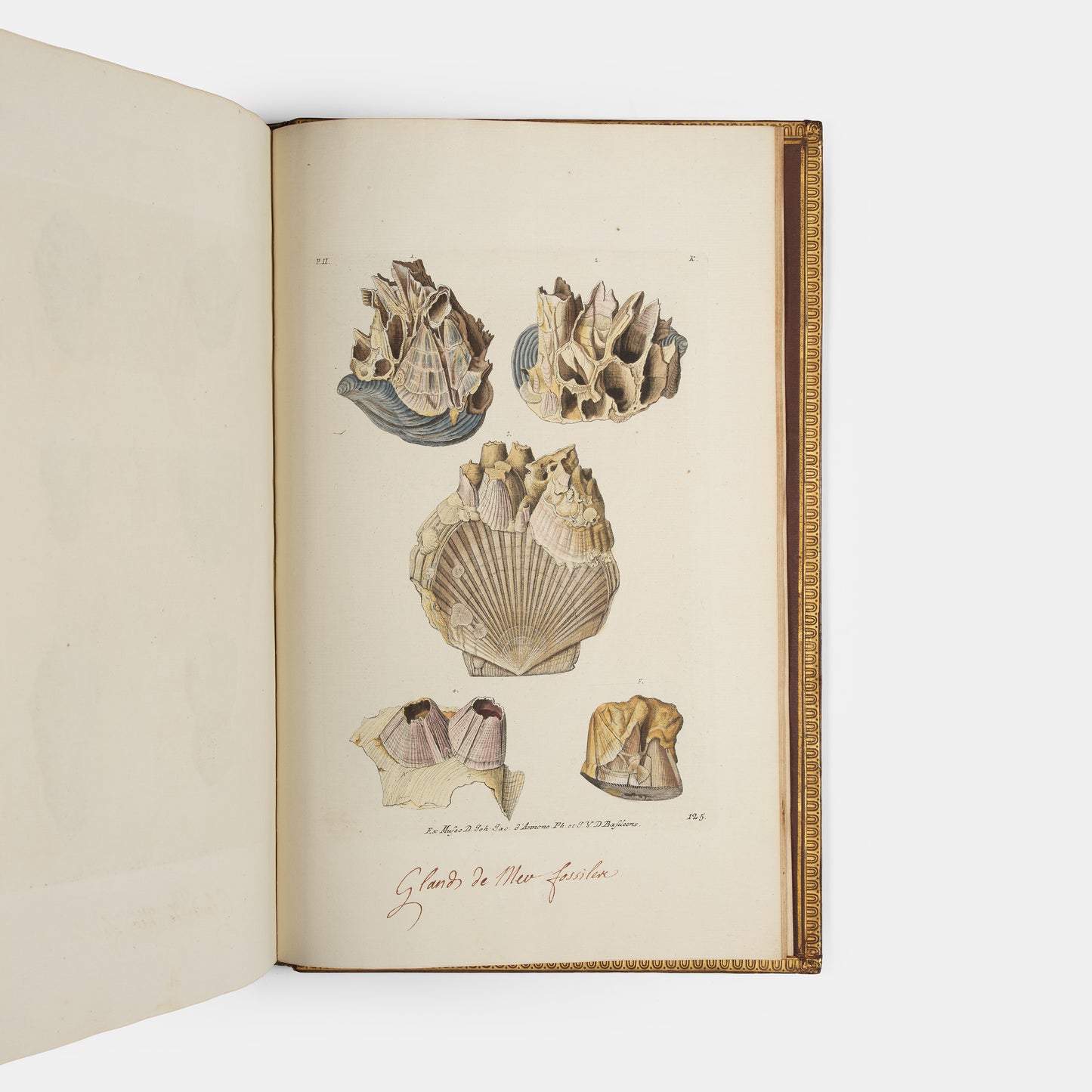 First edition of Georg Wolfgang Knorr's important work on fossils, Recueil de Monumens des Catastrophes que le Globe la Terre a Essuiees, published between 1768 and 1778.