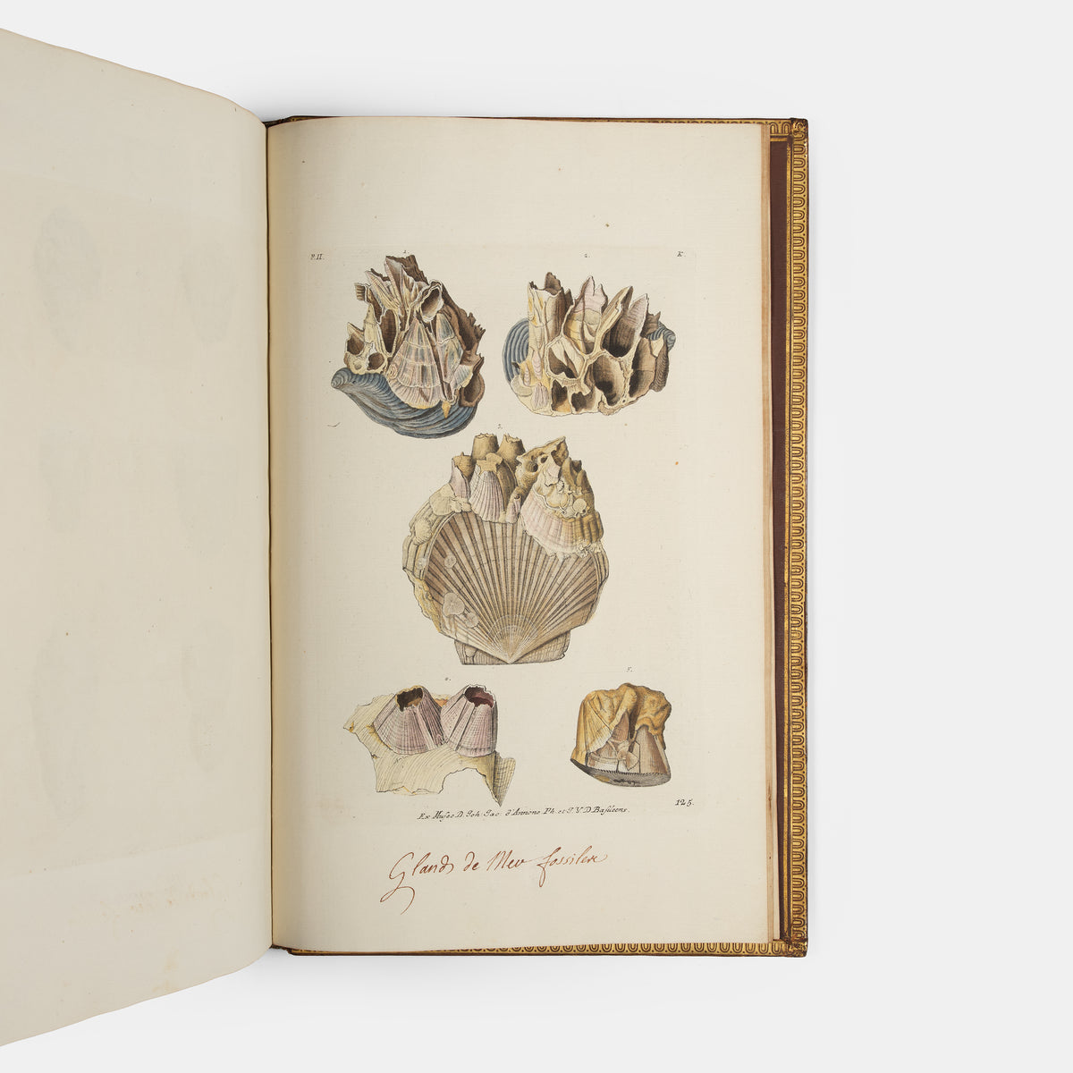 First edition of Georg Wolfgang Knorr's important work on fossils, Recueil de Monumens des Catastrophes que le Globe la Terre a Essuiees, published between 1768 and 1778.