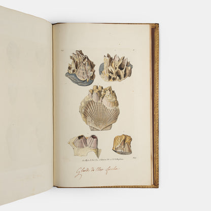First edition of Georg Wolfgang Knorr's important work on fossils, Recueil de Monumens des Catastrophes que le Globe la Terre a Essuiees, published between 1768 and 1778.
