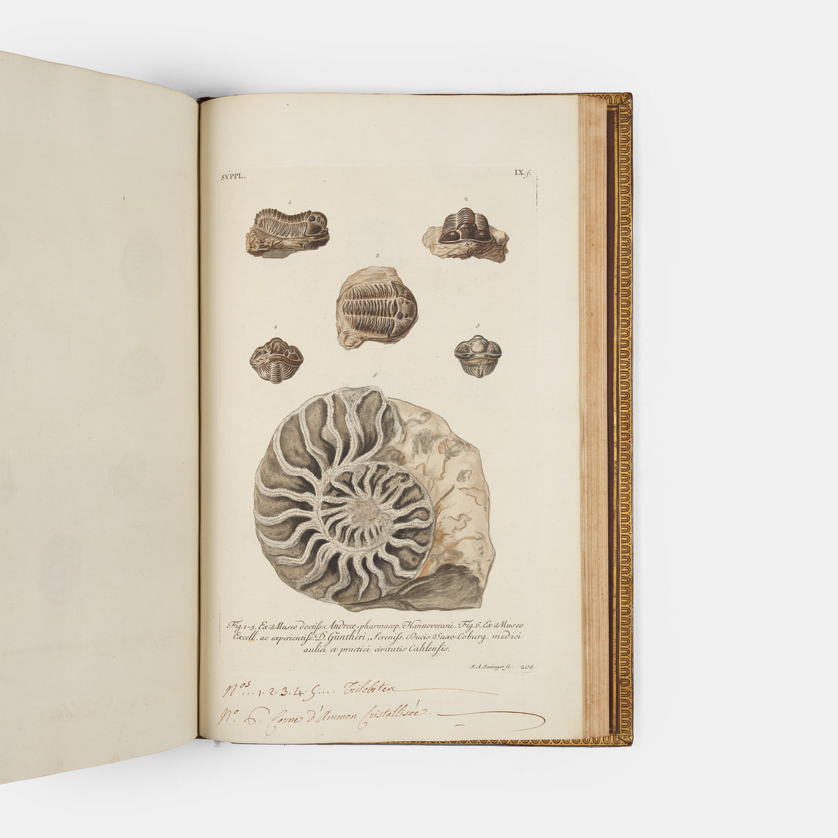 First edition of Georg Wolfgang Knorr's important work on fossils, Recueil de Monumens des Catastrophes que le Globe la Terre a Essuiees, published between 1768 and 1778.