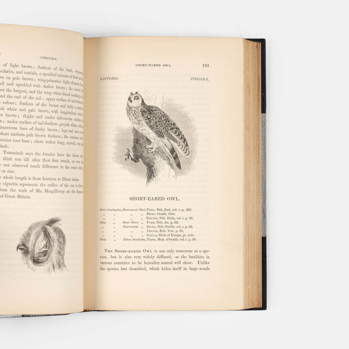 A History of British Birds.