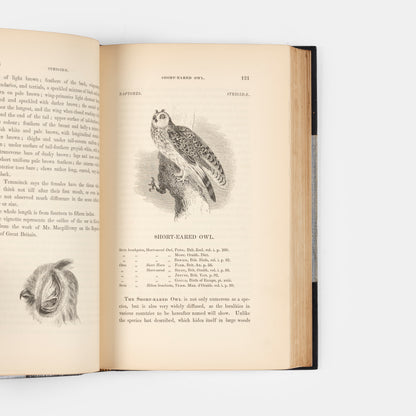A History of British Birds.