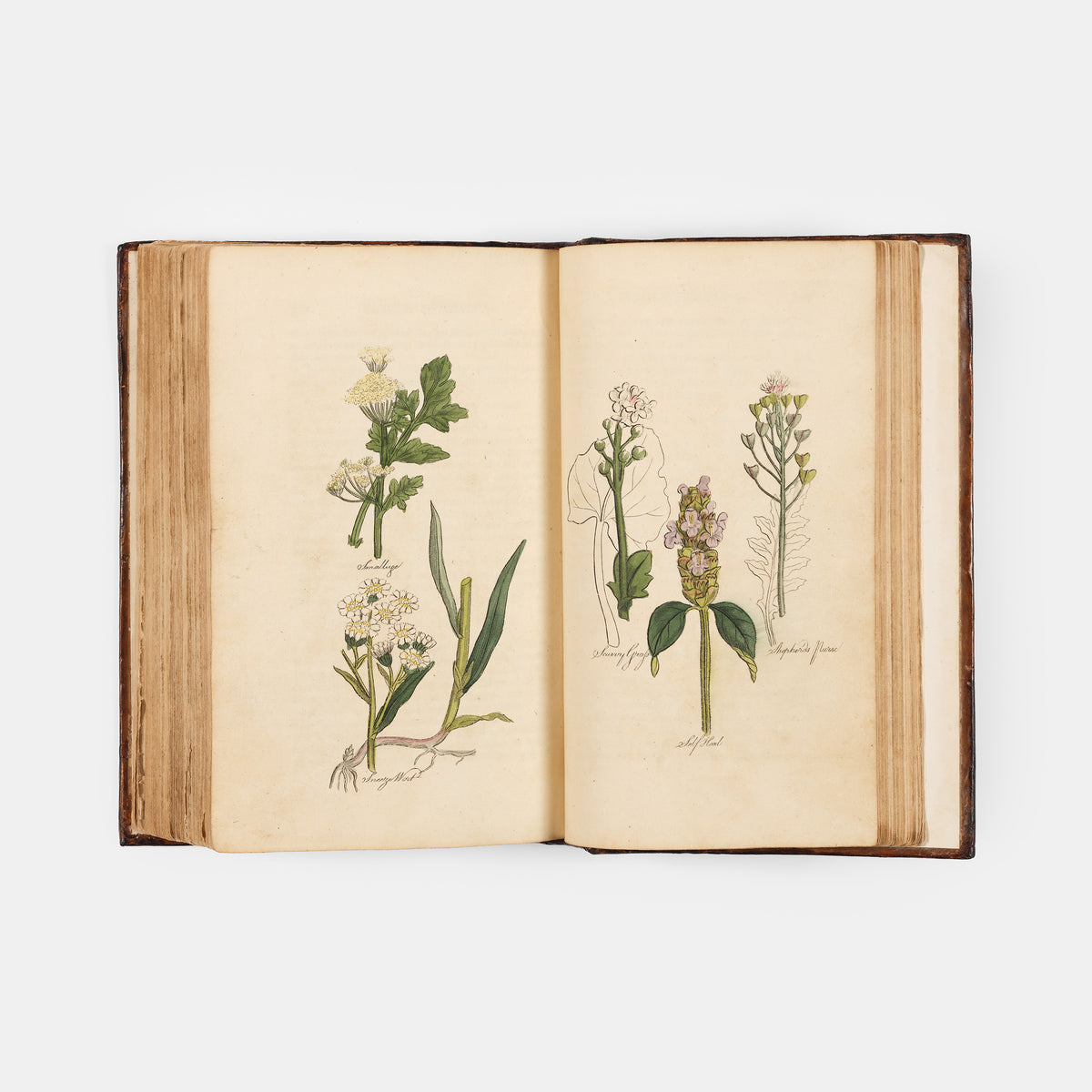 The Family Herbal,