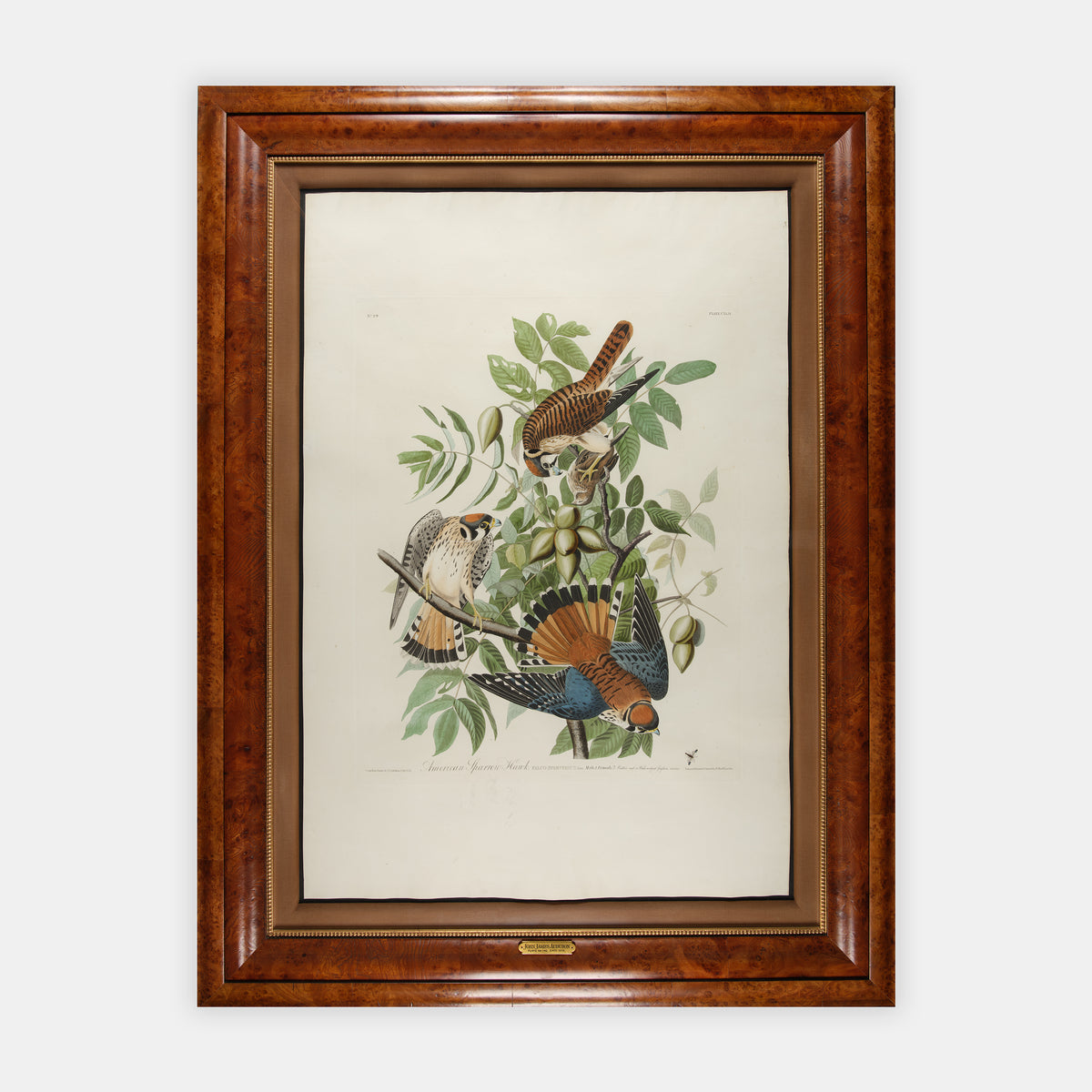American Sparrow Hawk,