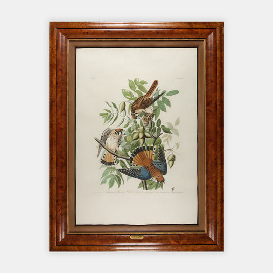American Sparrow Hawk,