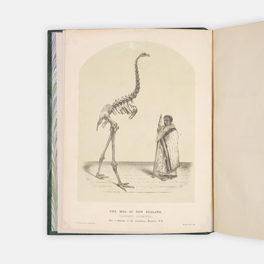 First edition of this ornithological classic, Walter Lowry Buller's History of the Birds of New Zealand, with 36 chromolithographic plates, published in parts in London between 1872 and 1873.