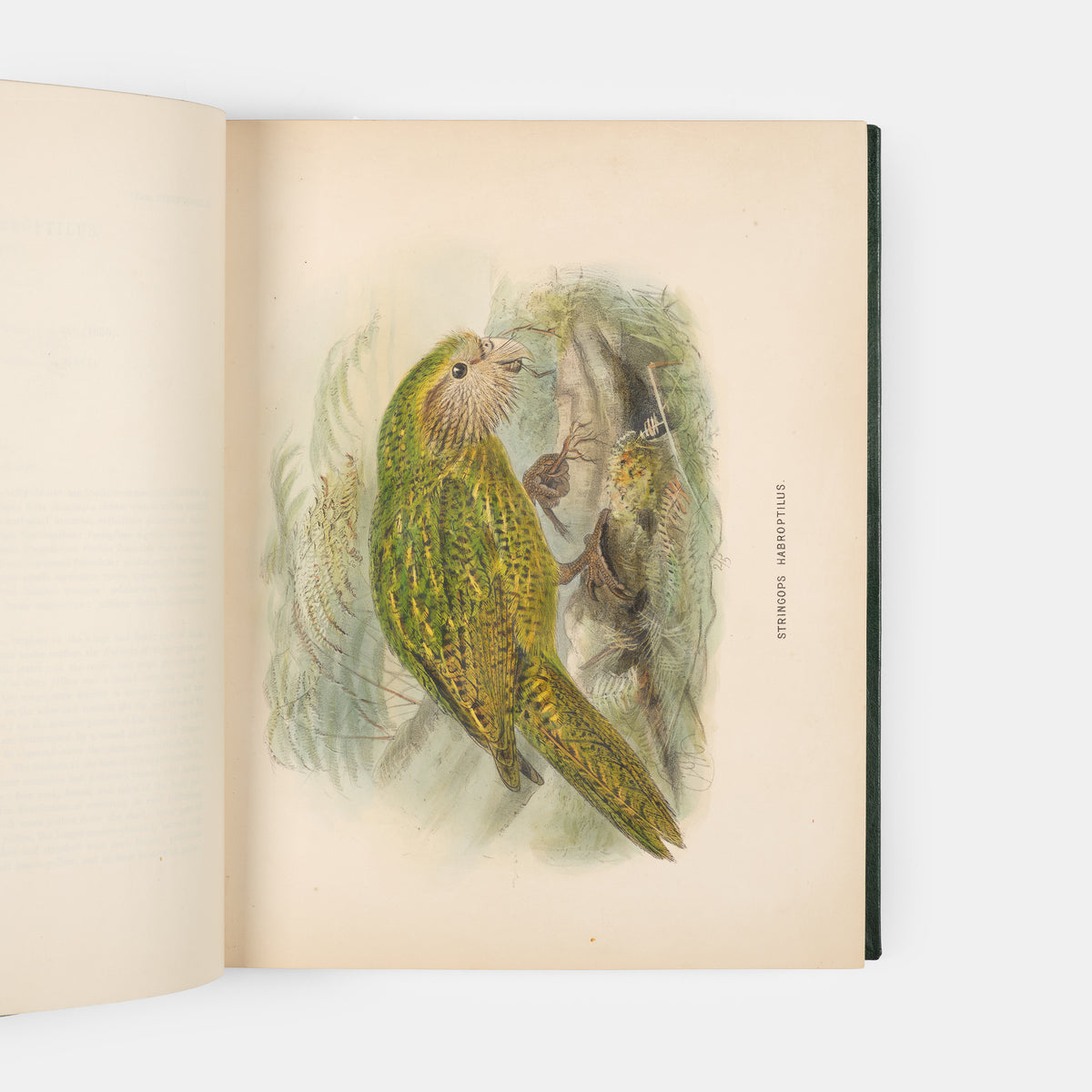 First edition of this ornithological classic, Walter Lowry Buller's History of the Birds of New Zealand, with 36 chromolithographic plates, published in parts in London between 1872 and 1873.