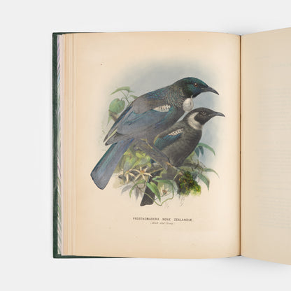 First edition of this ornithological classic, Walter Lowry Buller's History of the Birds of New Zealand, with 36 chromolithographic plates, published in parts in London between 1872 and 1873.
