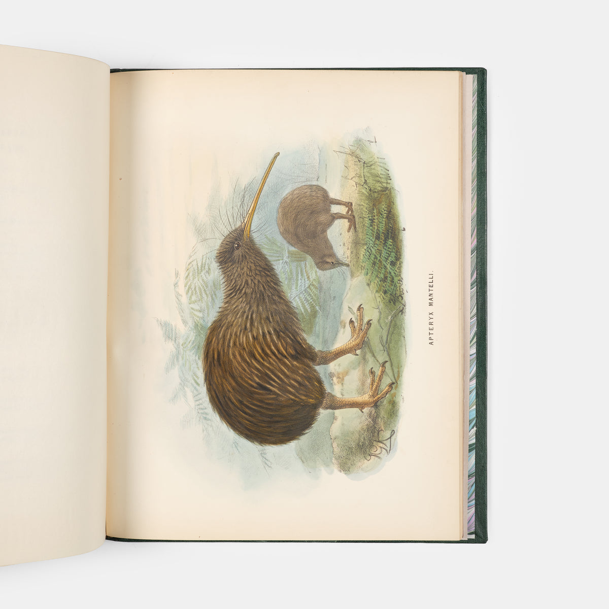 First edition of this ornithological classic, Walter Lowry Buller's History of the Birds of New Zealand, with 36 chromolithographic plates, published in parts in London between 1872 and 1873.