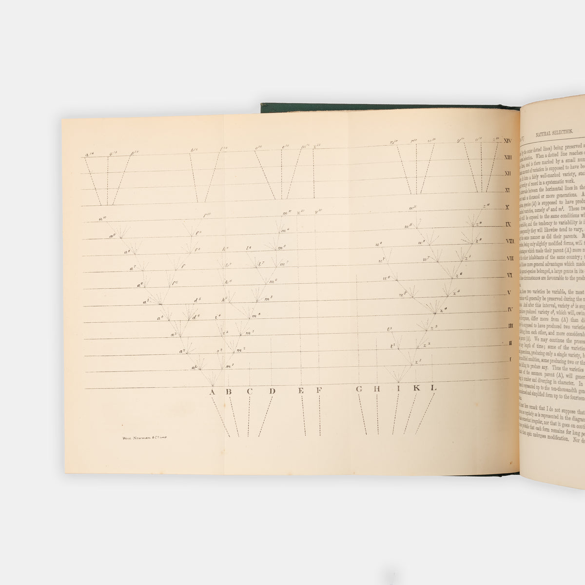 An unusually lovely copy of the important sixth edition of Charles Darwin's The Origin of Species, the first edition in which the term evolution is used