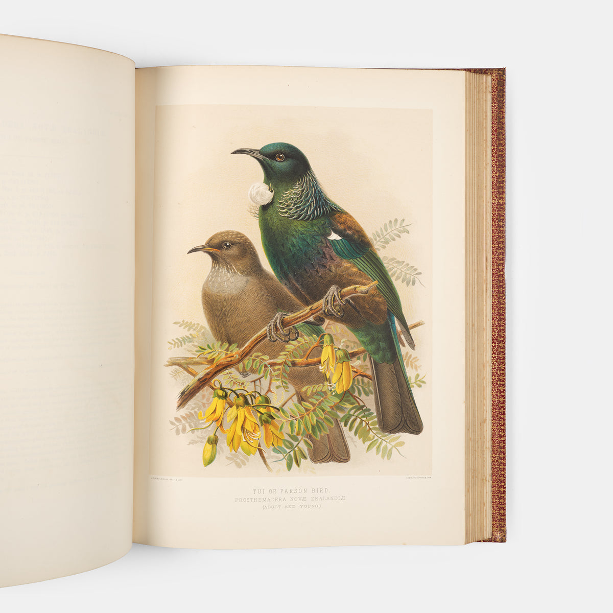 Second and preferred edition of the definitive work on New Zealand birds, Walter Lowry Buller's History fo teh Birds of New Zealand, in the publisher's deluxe red morocco.