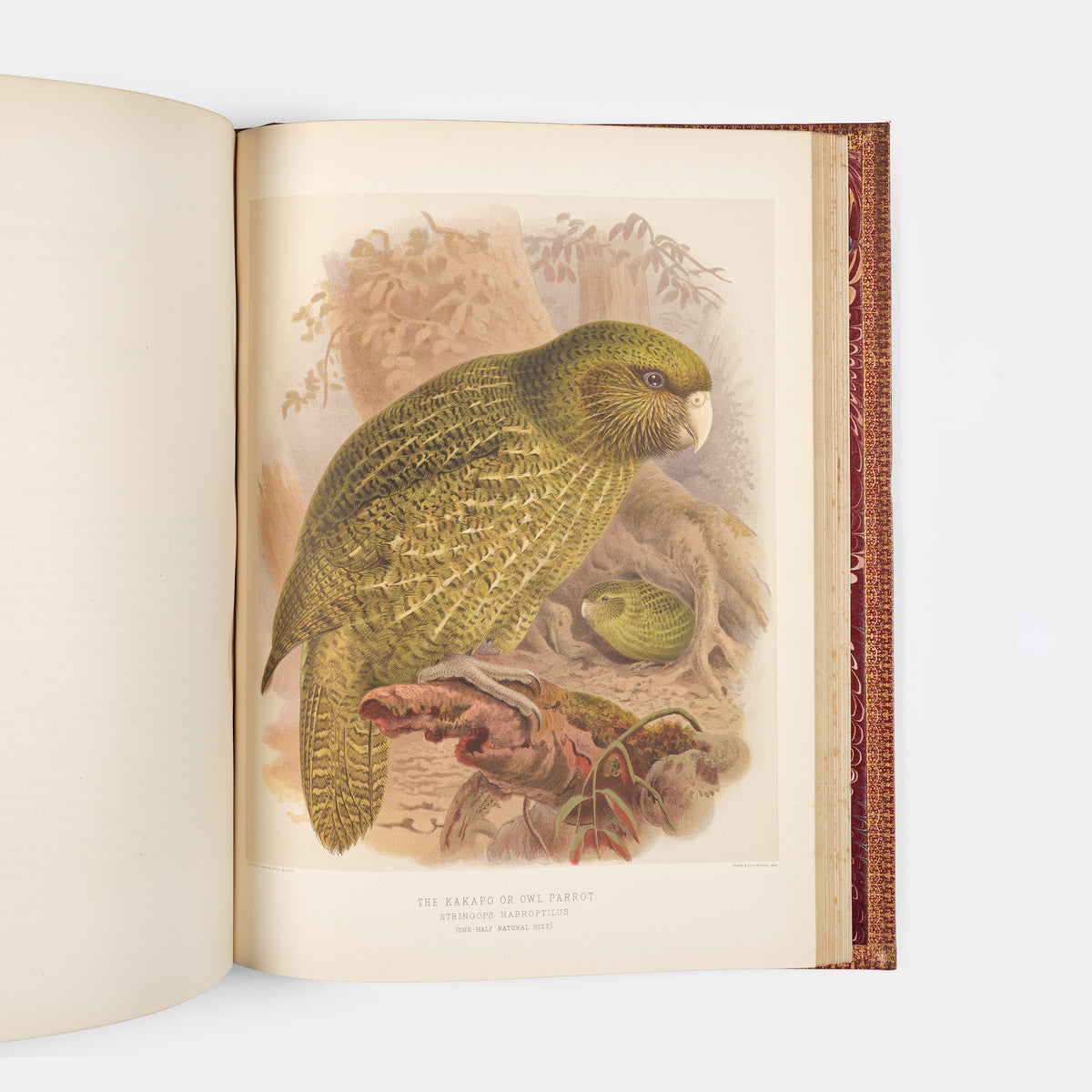 Second and preferred edition of the definitive work on New Zealand birds, Walter Lowry Buller's History fo teh Birds of New Zealand, in the publisher's deluxe red morocco.