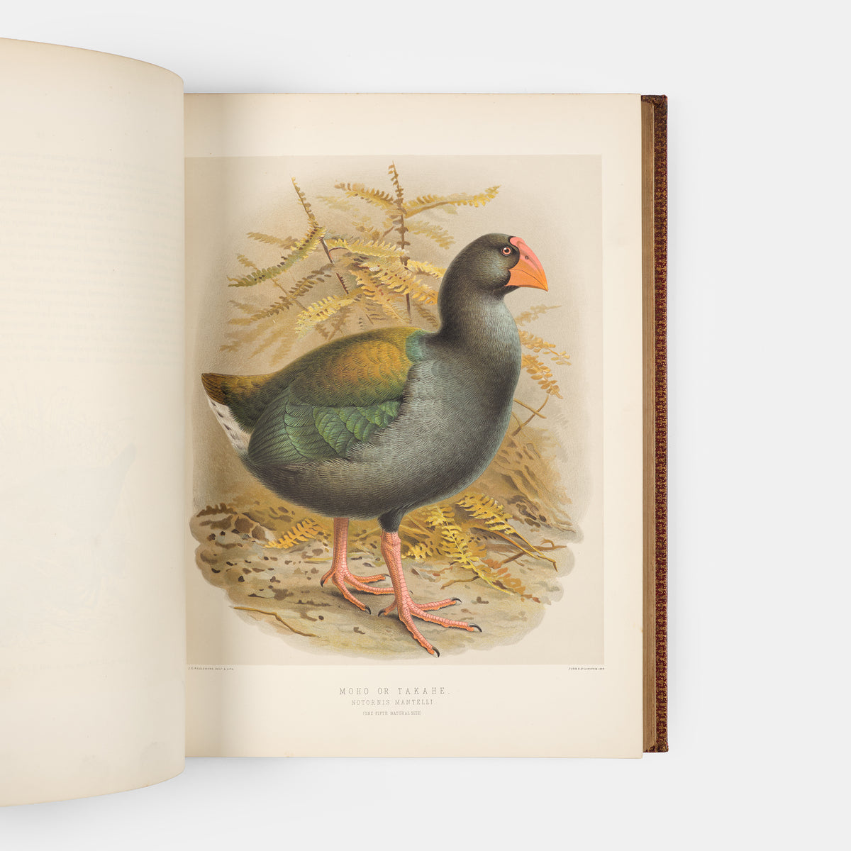 Second and preferred edition of the definitive work on New Zealand birds, Walter Lowry Buller's History fo teh Birds of New Zealand, in the publisher's deluxe red morocco.