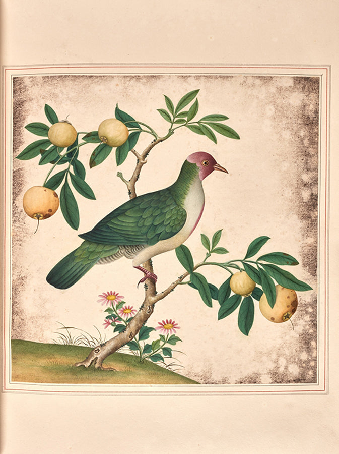 A sumptuous collection of 244 mounted watercolours depicting Chinese silkworm cultivation, birds, Asian fruits and flowers, exlibris Duke of Marlborough.