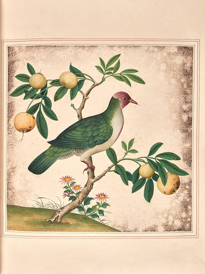 A sumptuous collection of 244 mounted watercolours depicting Chinese silkworm cultivation, birds, Asian fruits and flowers, exlibris Duke of Marlborough.
