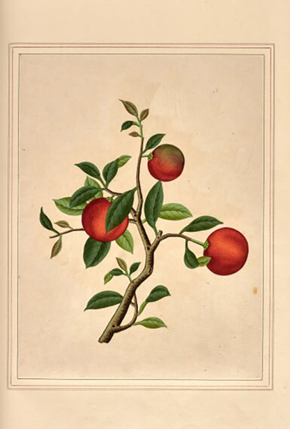 A sumptuous collection of 244 mounted watercolours depicting Chinese silkworm cultivation, birds, Asian fruits and flowers, exlibris Duke of Marlborough.