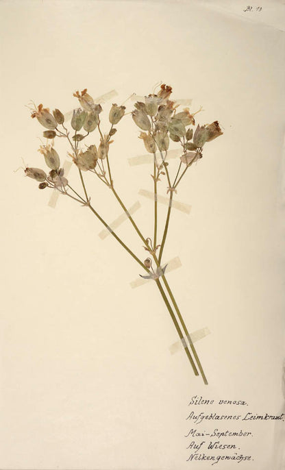 Attractive collection of dried specimens captioned in ink.