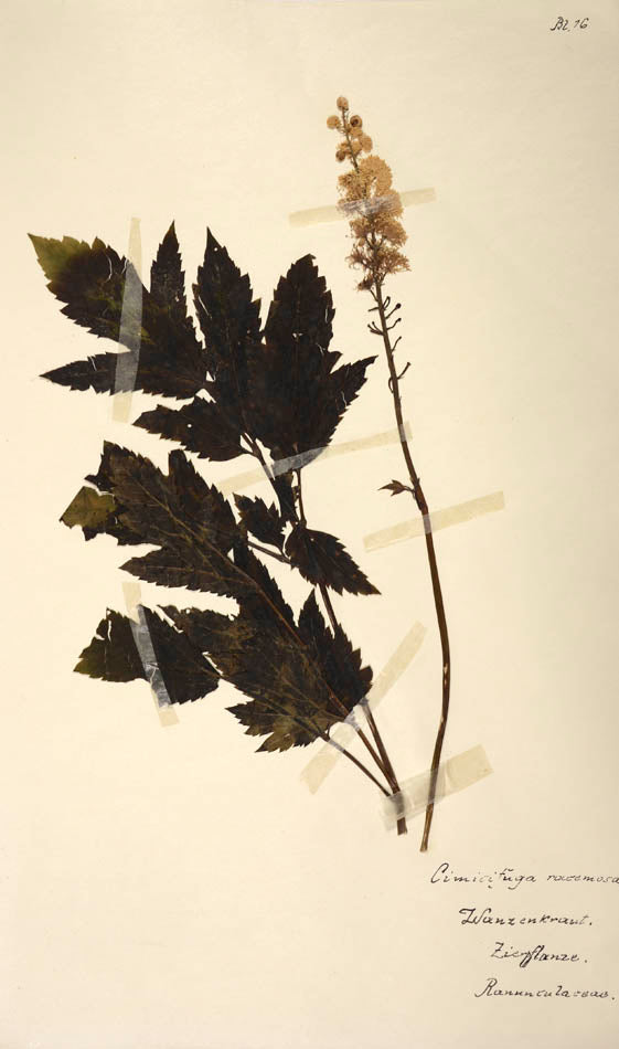 Attractive collection of dried specimens captioned in ink.