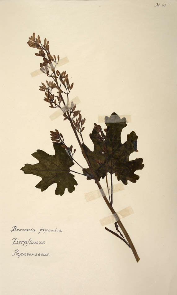 Attractive collection of dried specimens captioned in ink.