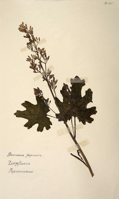 Attractive collection of dried specimens captioned in ink.