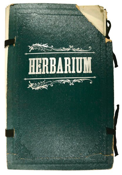Attractive collection of dried specimens captioned in ink.