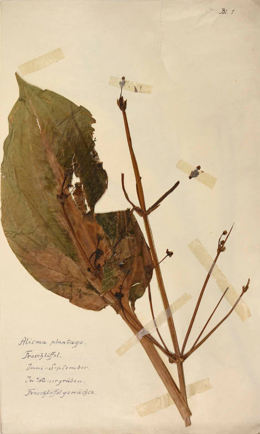 Attractive collection of dried specimens captioned in ink.