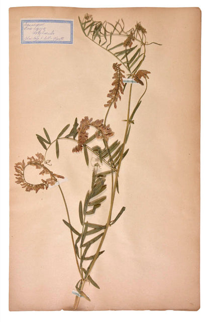 Attractive collection of pressed seaweeds with printed identification labels.