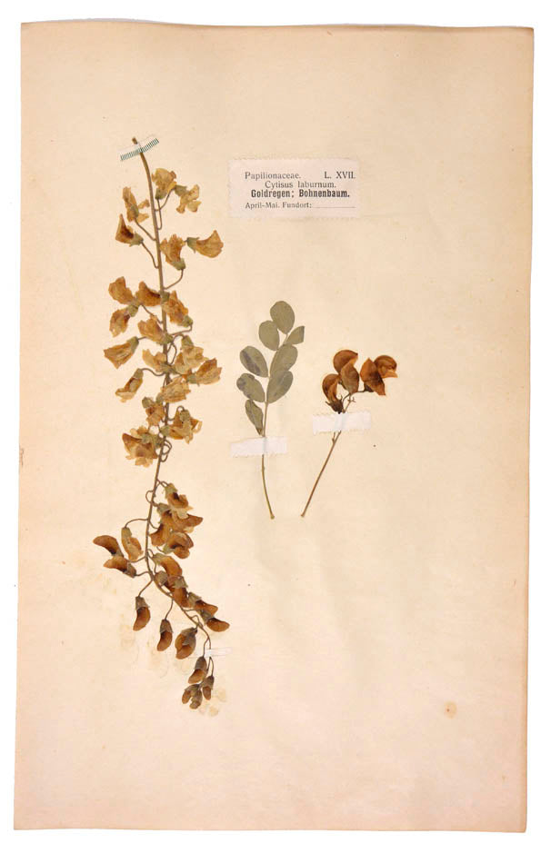 Attractive collection of pressed seaweeds with printed identification labels.