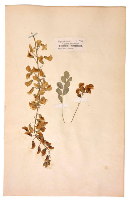 Attractive collection of pressed seaweeds with printed identification labels.