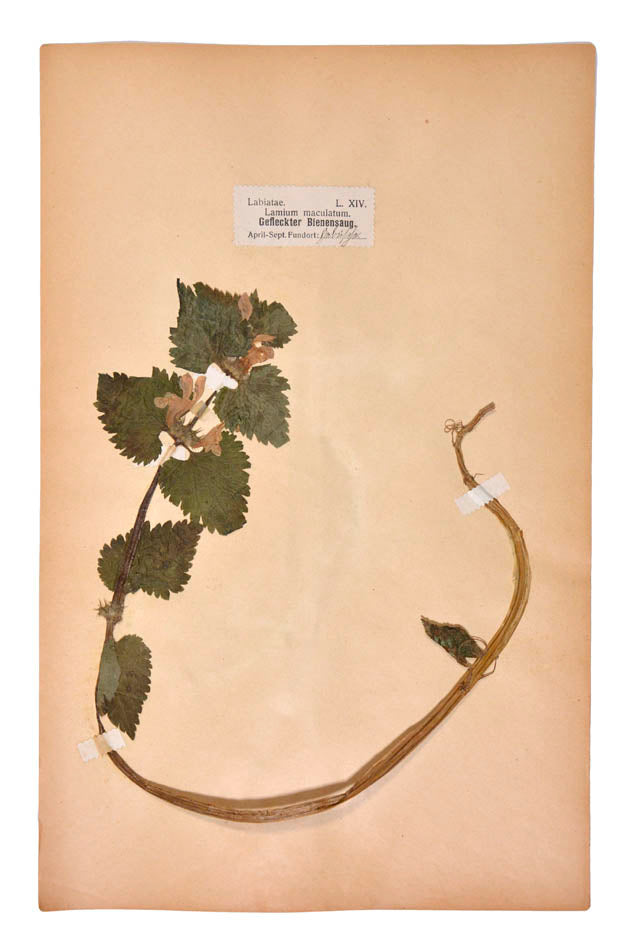 Attractive collection of pressed seaweeds with printed identification labels.