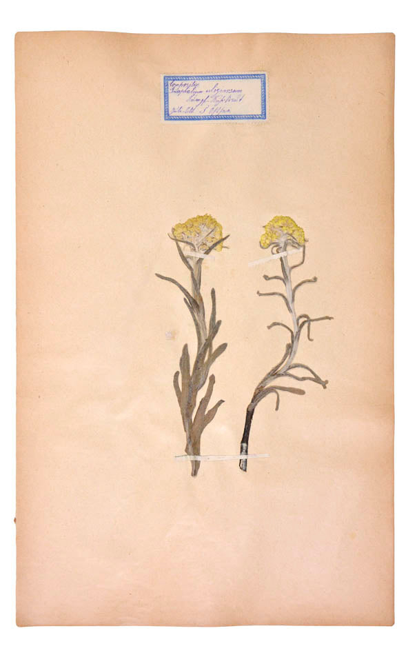 Attractive collection of pressed seaweeds with printed identification labels.