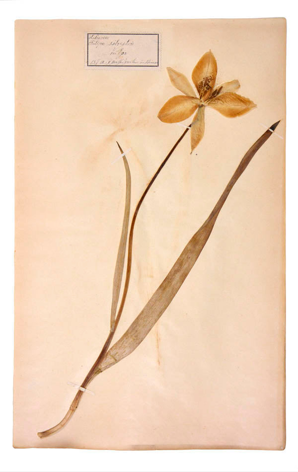 Attractive collection of pressed seaweeds with printed identification labels.