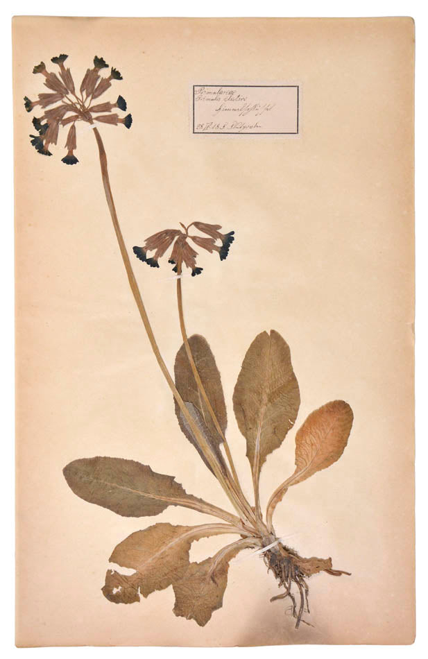 Attractive collection of pressed seaweeds with printed identification labels.