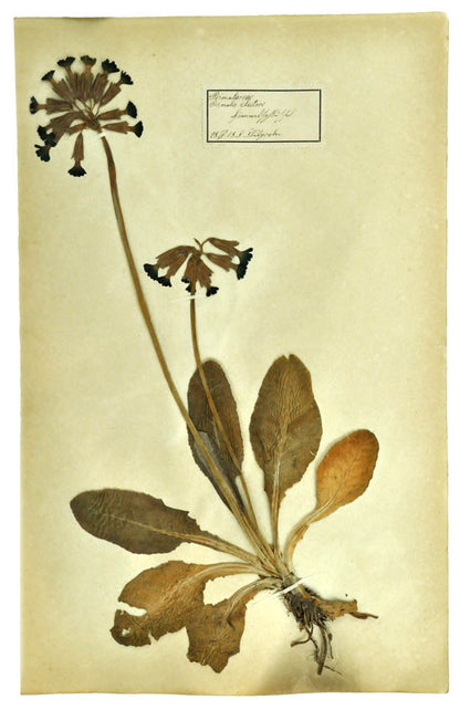 Attractive collection of pressed seaweeds with printed identification labels.