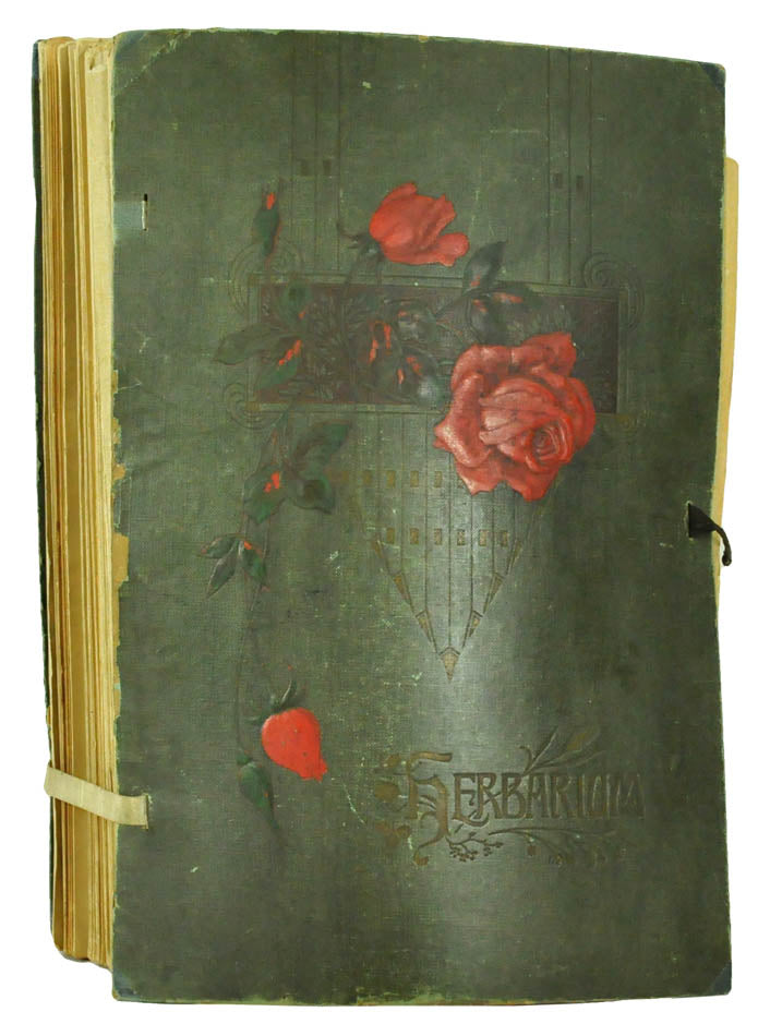 Attractive collection of pressed seaweeds with printed identification labels.