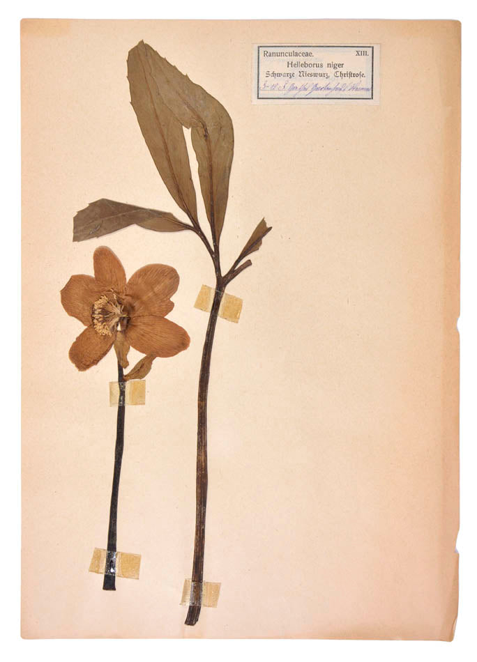 Attractive collection of pressed seaweeds with printed identification labels.
