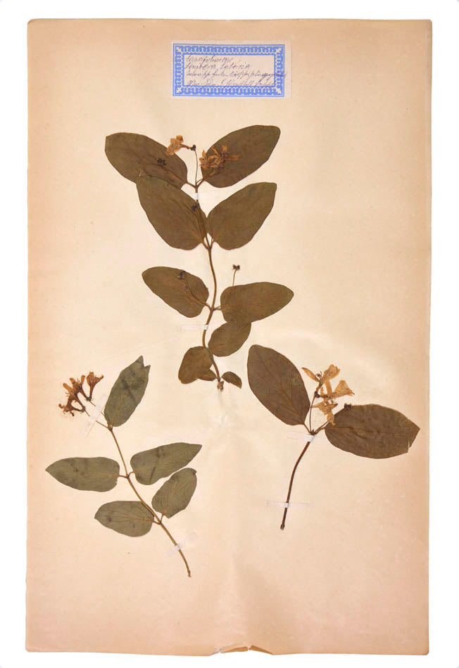Attractive collection of pressed seaweeds with printed identification labels.