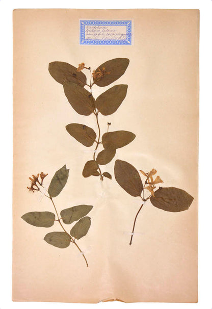Attractive collection of pressed seaweeds with printed identification labels.