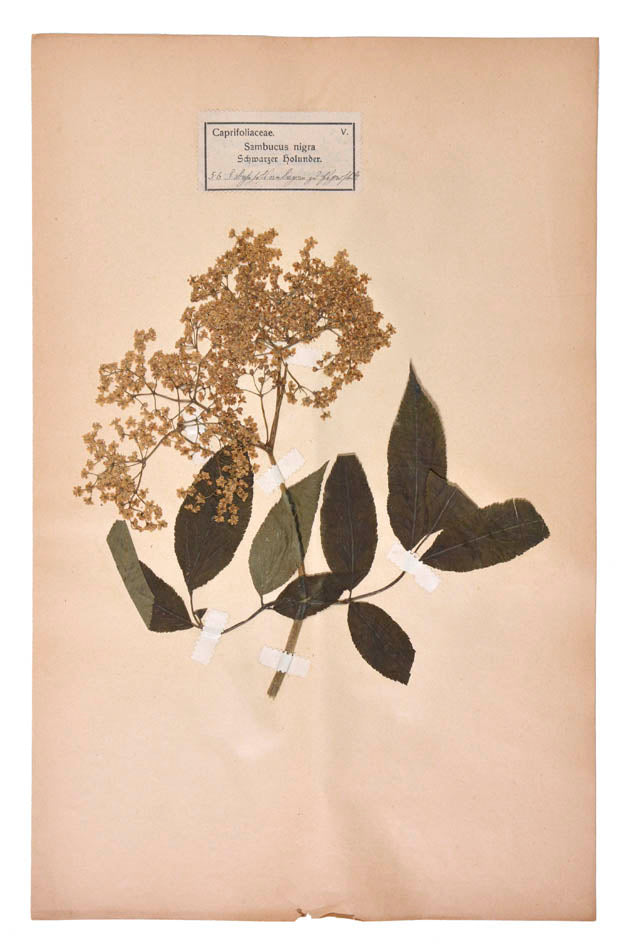 Attractive collection of pressed seaweeds with printed identification labels.