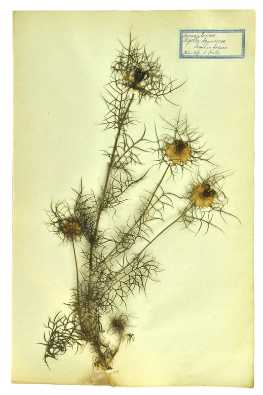 Attractive collection of pressed seaweeds with printed identification labels.