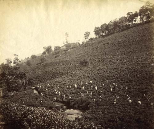 [Tea picking, Ceylon].