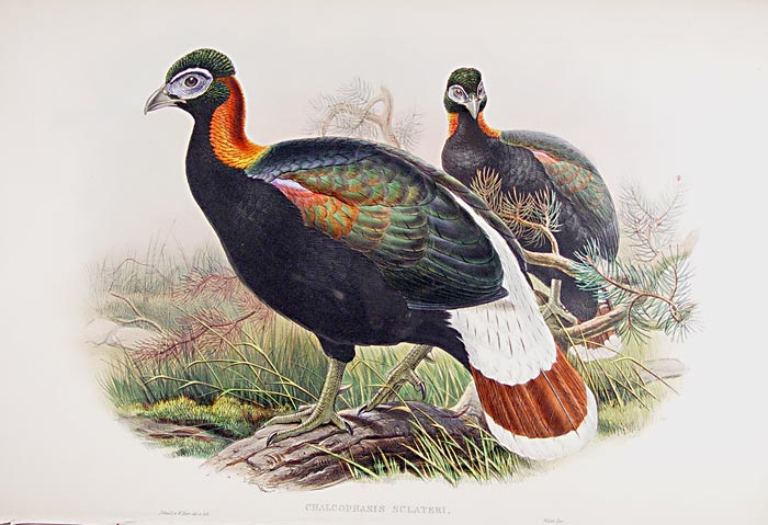 Original hand-coloured lithograph.