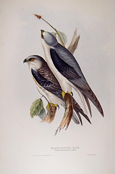 From "The Birds of Europe".
