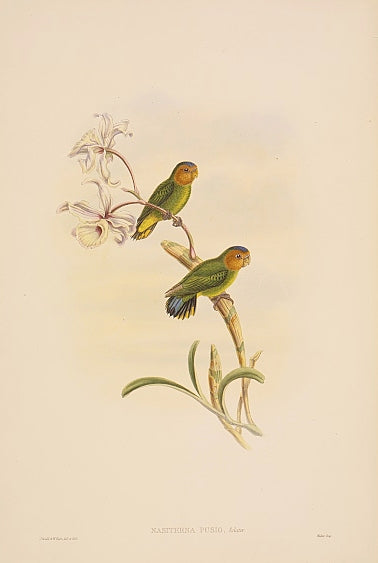 From Gould's 'Birds of New Guinea'.