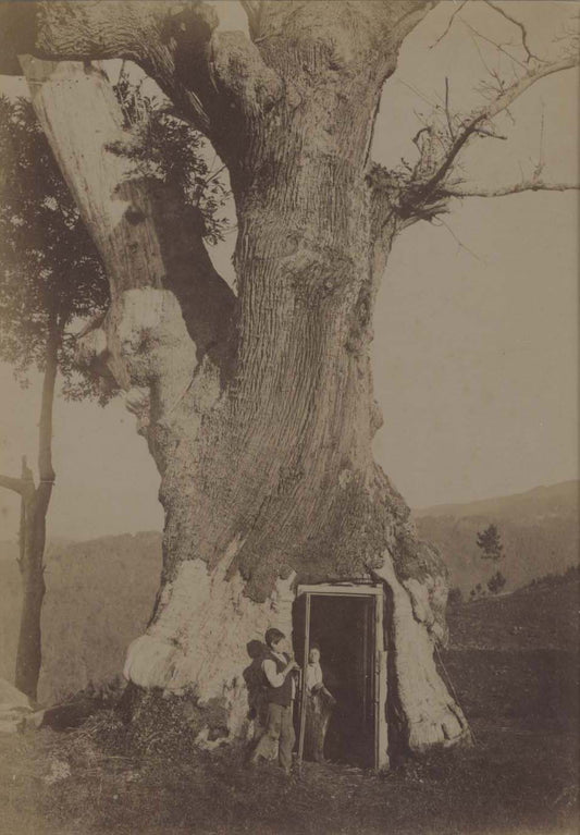 [Tree House].