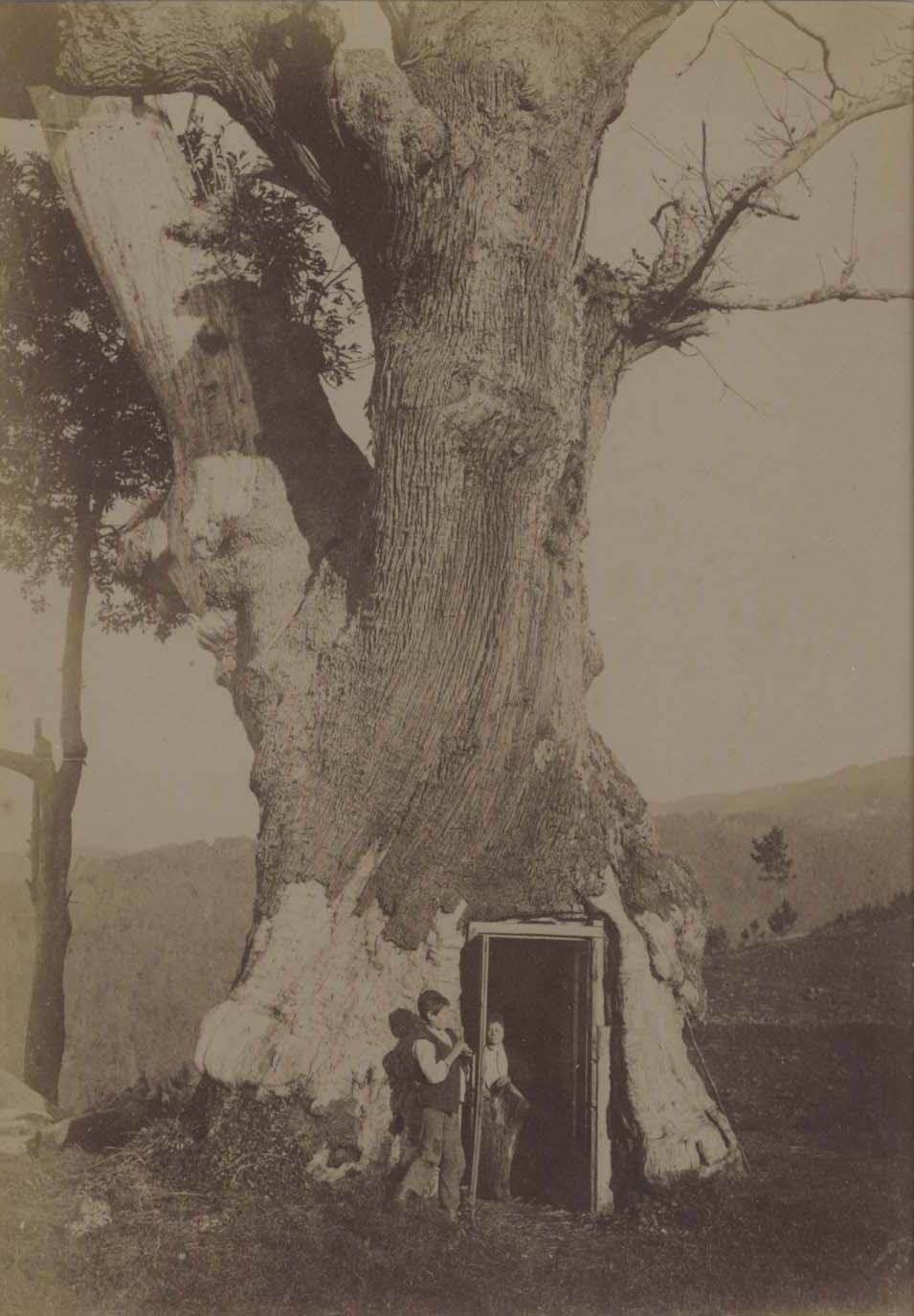 [Tree House].