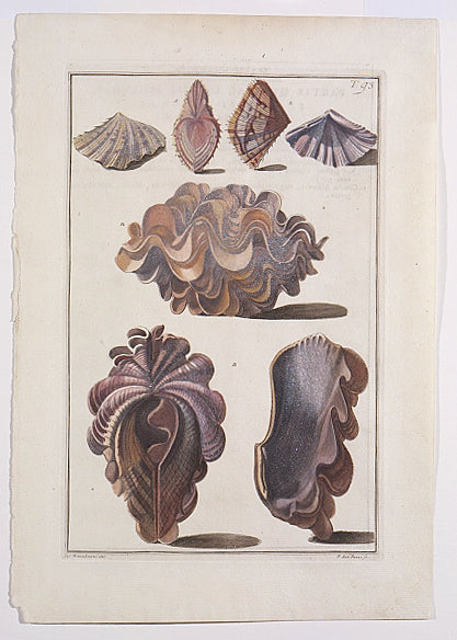 Original copper plate engravings with fine later hand-colouring for "Index Testarum Conchyliorum", first edition.