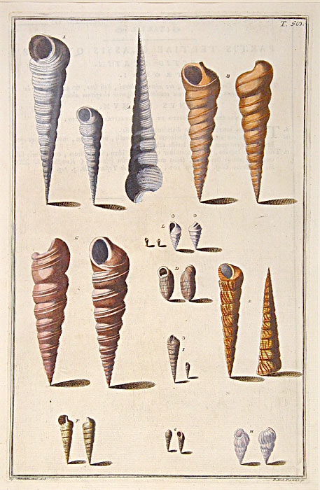 Original copper plate engravings with fine later hand-colouring for "Index Testarum Conchyliorum", first edition.