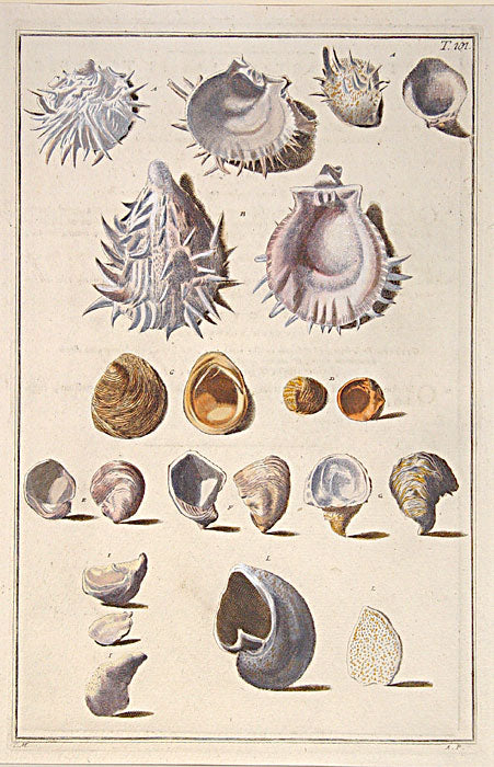 Original copper plate engravings with fine later hand-colouring for "Index Testarum Conchyliorum", first edition.
