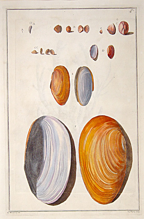 Original copper plate engravings with fine later hand-colouring for "Index Testarum Conchyliorum", first edition.